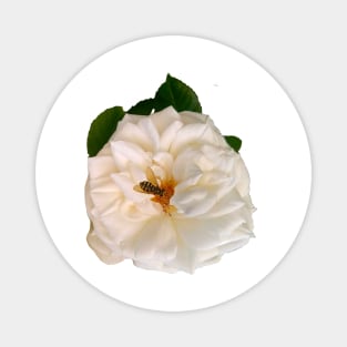 rose by any other name would be just as sweet - Roses Nature single white rose Flower save the bees Magnet